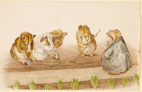 Guinea Pigs